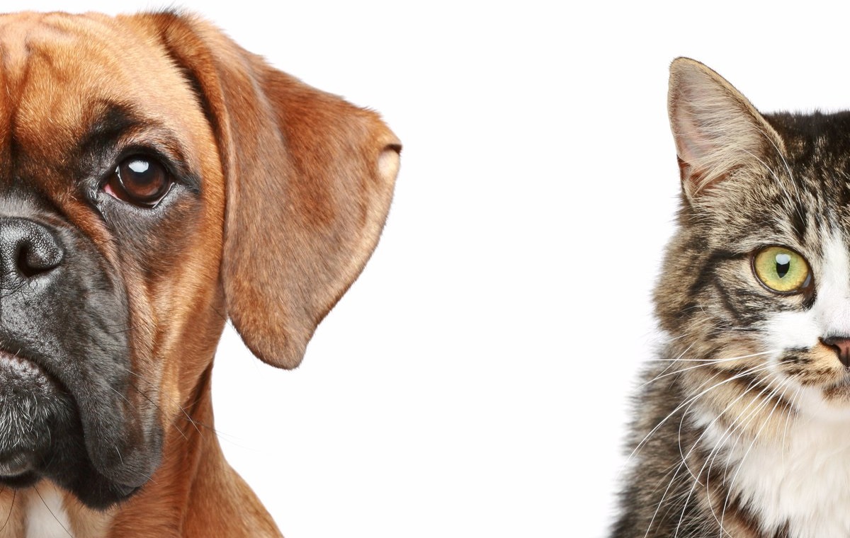 Собака против кошки: как сварить алюминий и сталь? - Svarcom